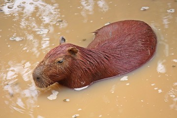 Capybara,  be rat species animal,  see it in KHON KAEN zoo at KHON KAEN province THAILAND.  
