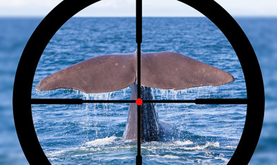 Hunting a Sperm Whale