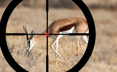 Hunting a Common Impala (Aepyceros melampus)