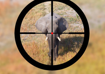 Hunting: African elephant in it's natural habitat