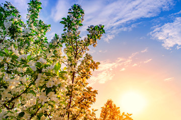 White Blossoms Against Sky At Sunrise. Spring Blooming. Orchards are blooming at springtime. Nature blossoms background texture. Floral pattern. Copy space. Natural wallpaper. Sun flare.