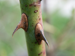 Rose stem with prickles side view