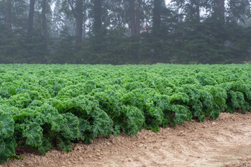 Grünkohl - Anbau - Feld mit Kohlpflanzen im Herbst