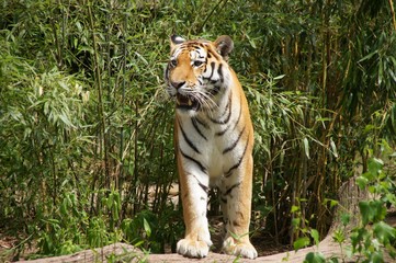Tiger mit den Vorderbeinen auf einem Baumstamm stehend, nach links blickend