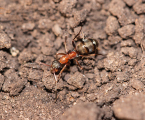 big ants in the ground