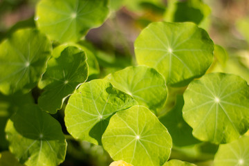 Nasturtium Leaves