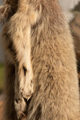 Fototapeta na wymiar colorful animal fur for clothing