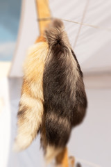 colorful animal fur for clothing