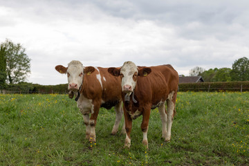Fototapeta na wymiar 2 Kühe auf Weide schauen in die Kamera