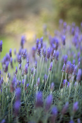 Obraz premium Lavendar
