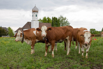 Kühe vor Kirche