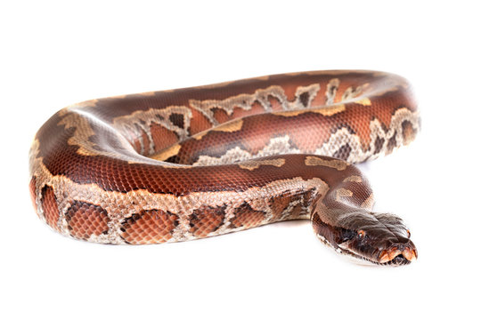 Python brongersmai in studio