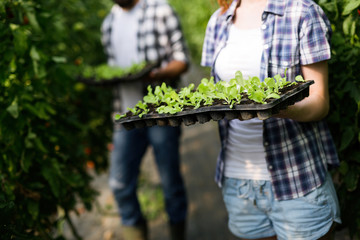 Woman and man in tomato plant at hothouse