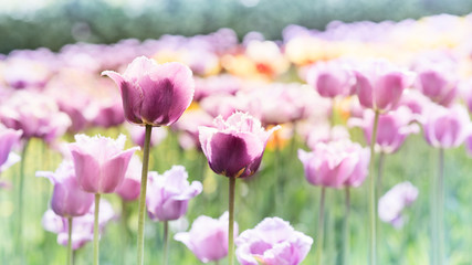 Obraz premium Purple and pink tulips in garden, spring day landscape