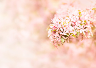 Pink blossom spring background, flowers branch