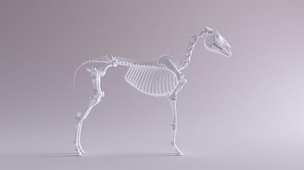 Horse Skeletal System Anatomical Model Right View 3d illustration 3d render © paul