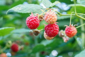 Ripe and unripe raspberries are grown in the garden.
