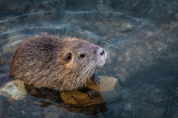 A Nutria in its natural habitat