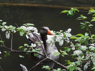 gans versteckt sich hinter zweigen © Sandra