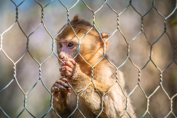A Monkey under the cage in a reserve, showing a sadness mood