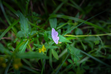 Resting butterfly on the leaf