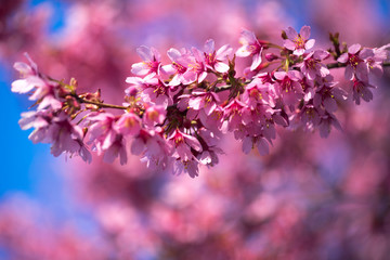 Oriental Cherry Blooming
