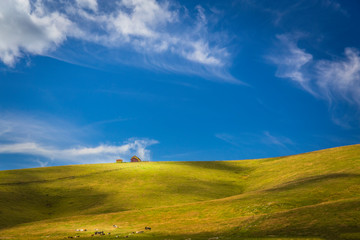 Mountain landscape with cows at grazing in a sunny day
