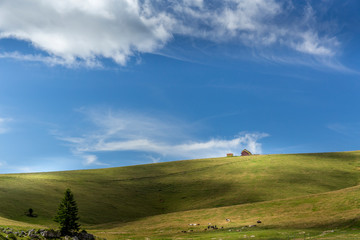 Mountain landscape with cows at grazing in a sunny day