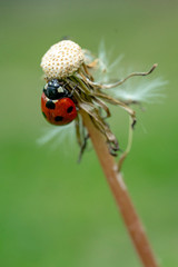 Ladybug on a dandelion in the park