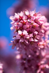 Oriental Cherry Blooming
