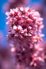 Oriental Cherry Blooming