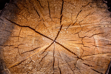 Wood trunk pattern