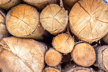 Wood trunk pattern