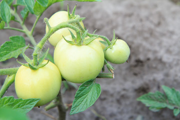 Unripe green tomatoes growing on bush in the garden.