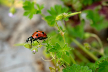  Ladybird perched on clover. Ladybug is a symbol of happiness and luck.