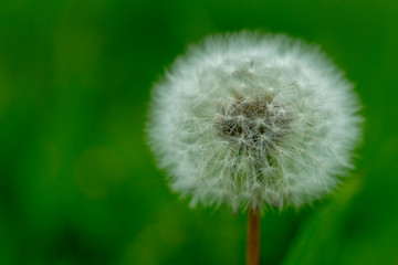 Dandelion in the park