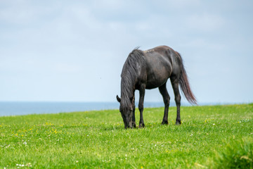 Obraz na płótnie Canvas Wild horses near the sea