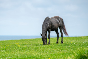 Wild horses near the sea