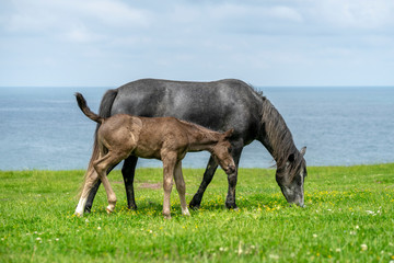 Wild horses near the sea on green meadow. 
