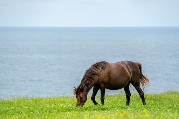 Wild horses near the sea on green meadow. 