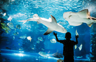 Cute boy watches fishes in aquarium - Powered by Adobe