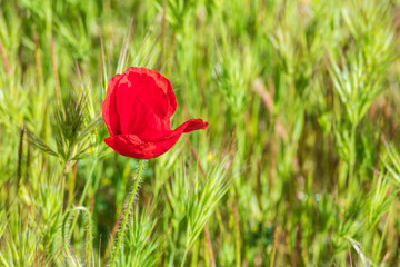 Obraz premium Poppy (Papaver rhoeas) in green field