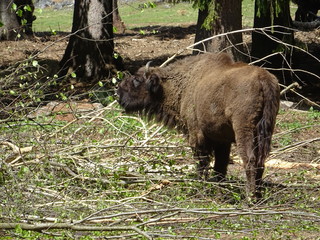 bison im nationalpark bayerischer wald