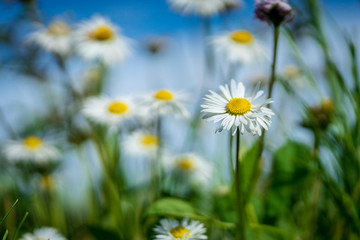 Fototapeta na wymiar Beautiful daisies in the garden