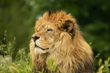 männlicher Löwe - Portrait
