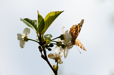Painted lady butterfly, Vanessa cardui in blooming cherry flowers