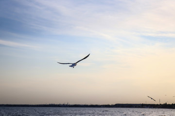 pink-blue sky and a seagull over the sea