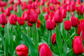 beautiful red tulips blooming in the garden for natural background and wallpaper, spring season