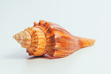 Sea shell on white background