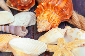 Sea shells. nature background.